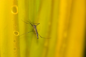 Mosquito on Yellow Flower