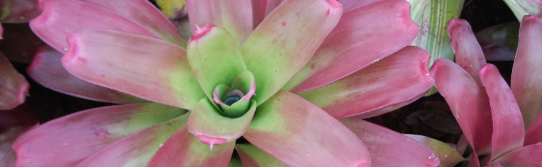 Bromeliad