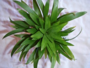 Guzmania Top View