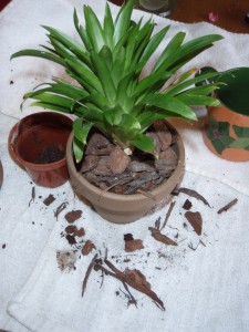 Potted Guzmania