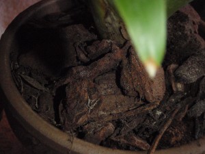 Potting Medium