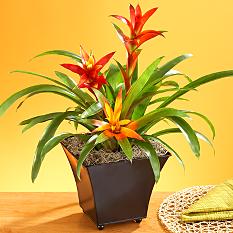 Mother's Day Bromeliad