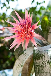 Aechmea fasciata