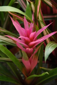 Pink Bromeliad