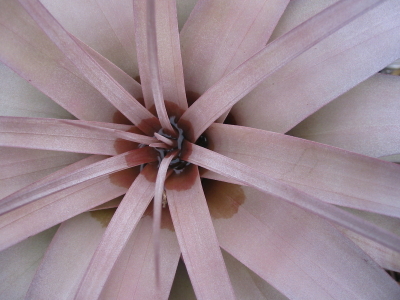 Pink Bromeliad Heart