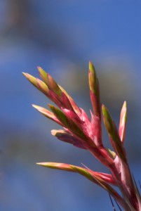 Pink Bromeliad in Florida