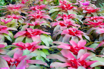 Pink Bromeliads