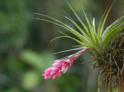 Epiphyte growing in the rainforest.