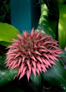 Pink Spiky Bromeliad