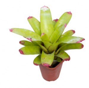 Pink Tipped Neoregelia