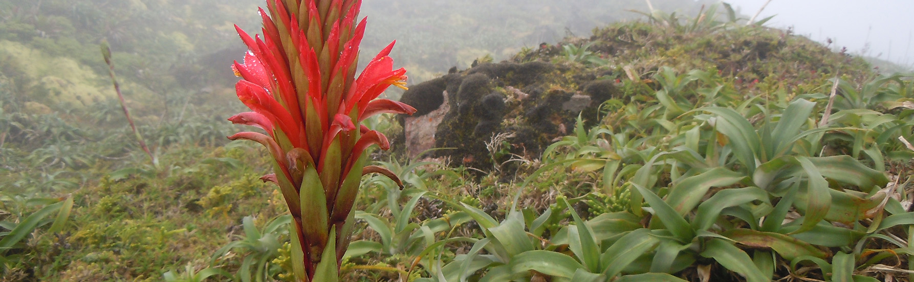 Bromeliad flower