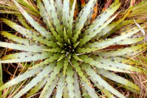 Puya