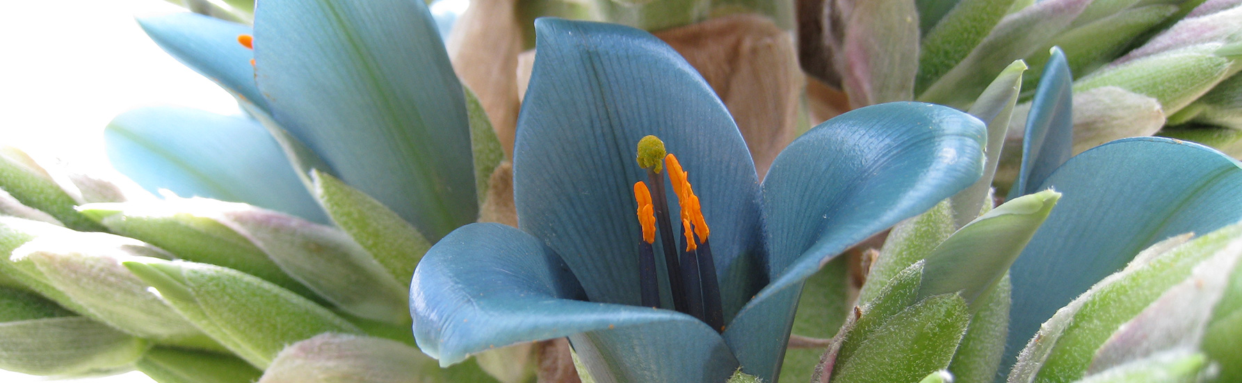 Puya Bromeliad