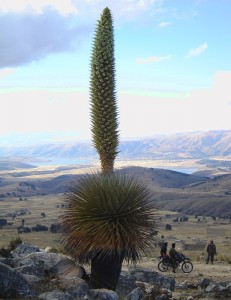 Puya raimondii