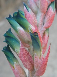 Puya Bromeliad