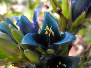 Bromeliad Flower