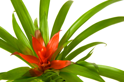 Red Guzmania