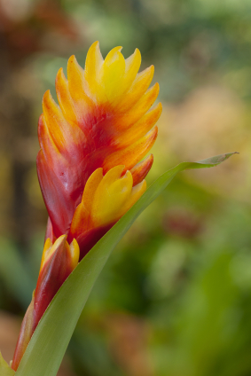 Red and Yellow Vriesea