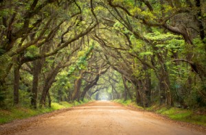 Spanish Moss