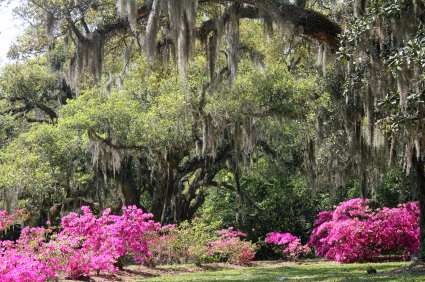 Spanish moss - Wikipedia