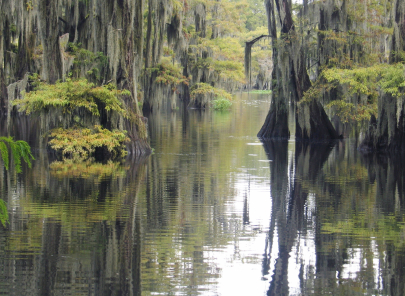 Spanish Moss Swamp