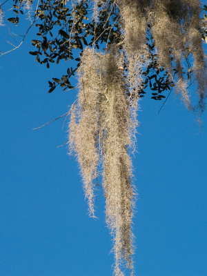 Spanish Moss