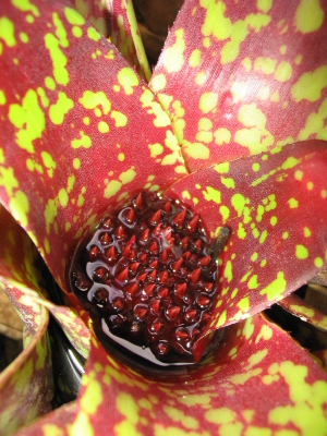 Spotted Bromeliad