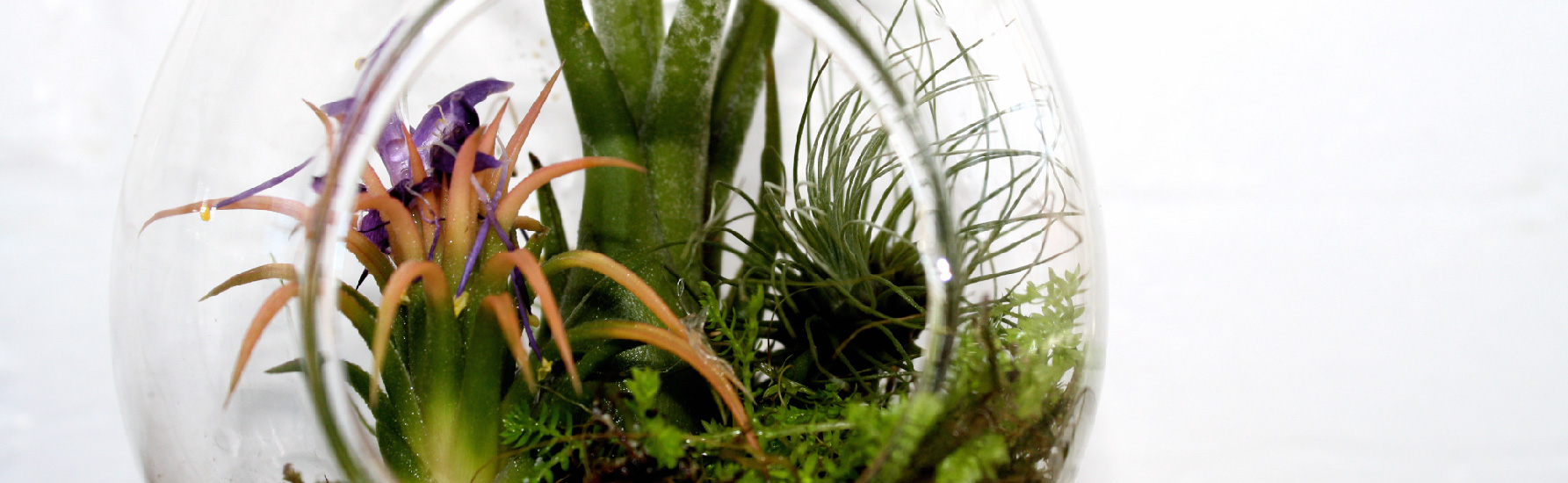 Bromeliad Terrarium