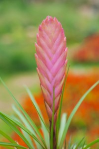 Tillandsia Cyania