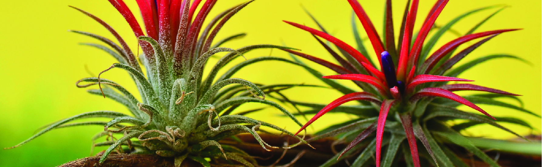 Tillandsia ionantha