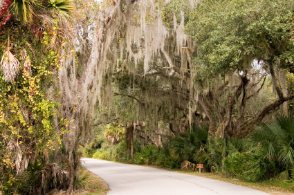 Spanish Moss