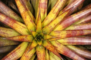 Top View Bromeliad