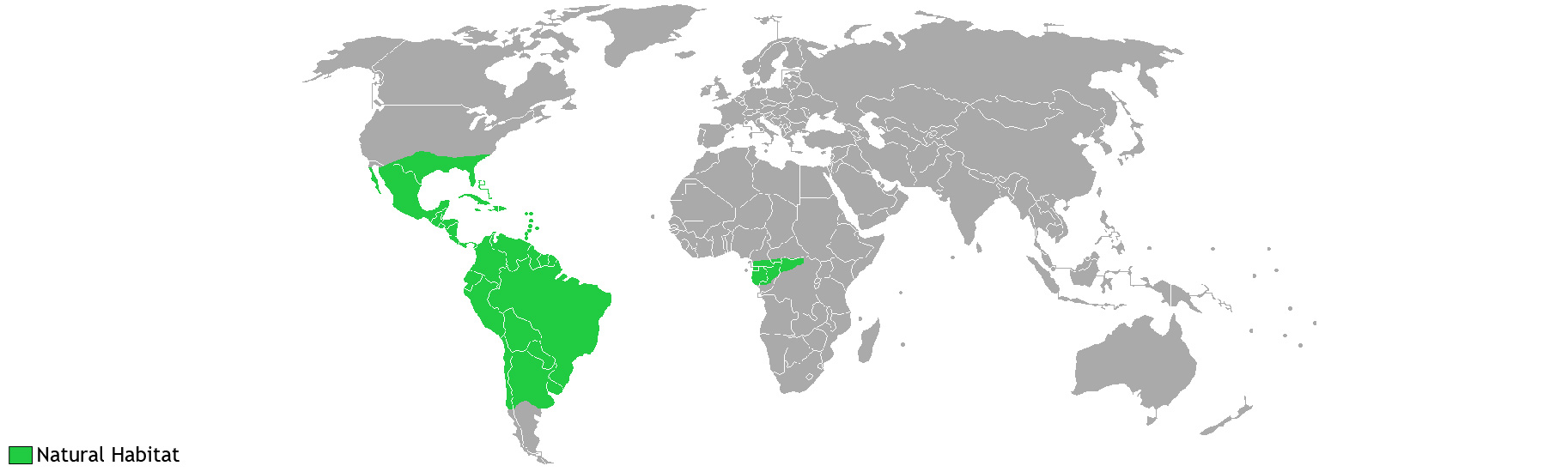 World Bromeliad Distribution