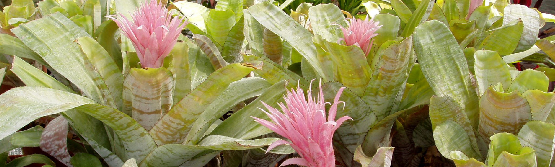 Aechmea fasciata