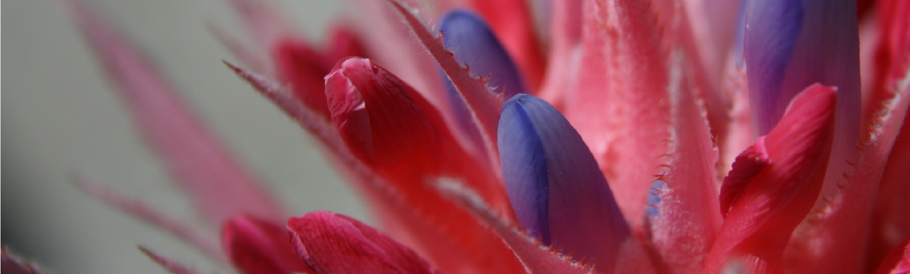 Aechmea fasciata