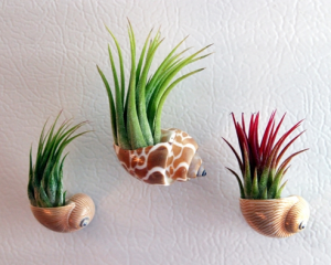 air plants