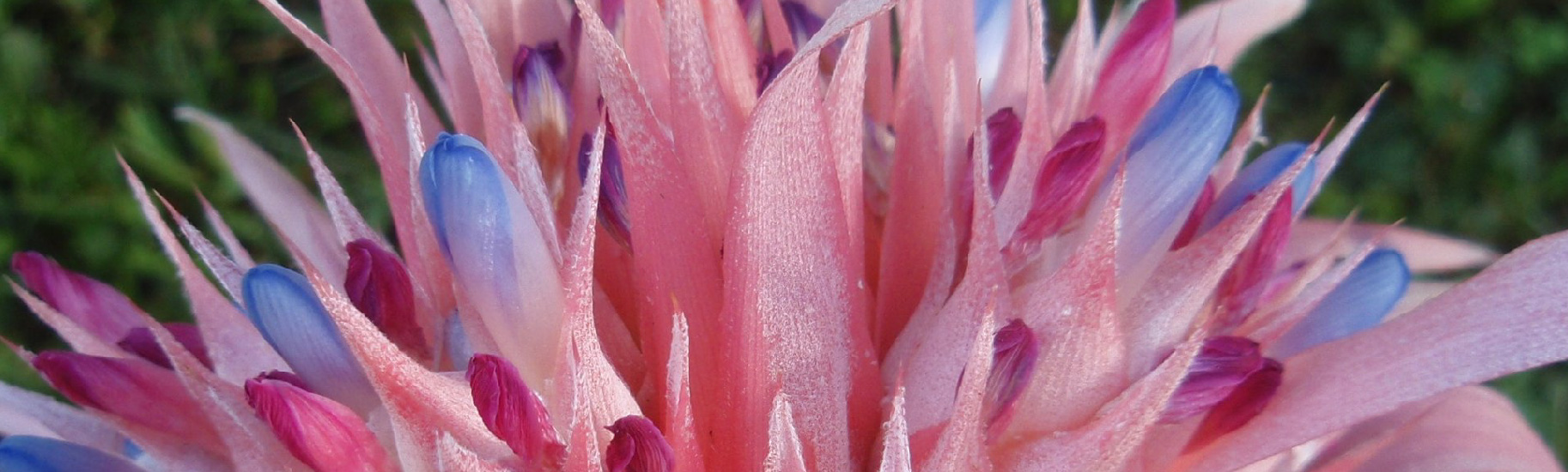 Blooming Bromeliad