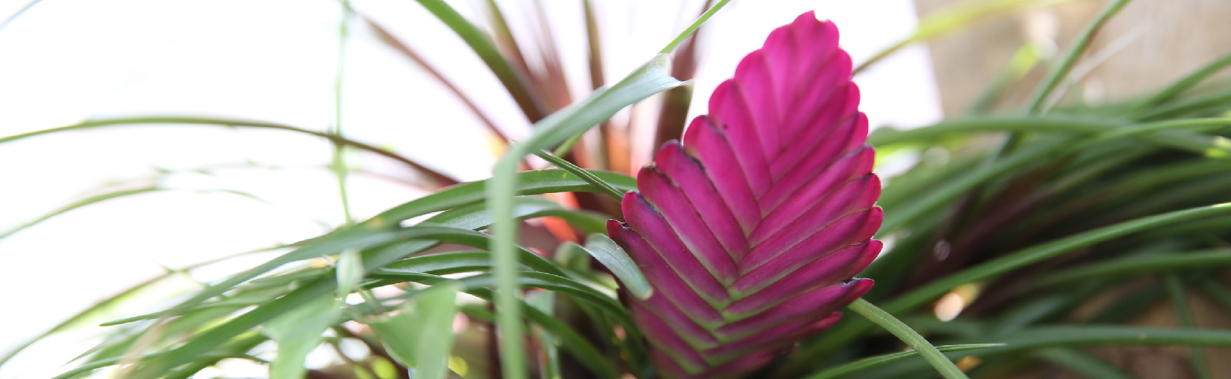 Blooming Bromeliad