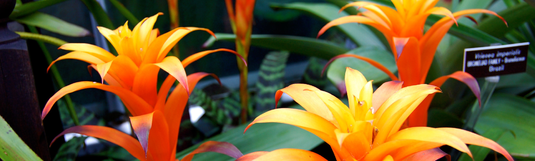 Bromeliads