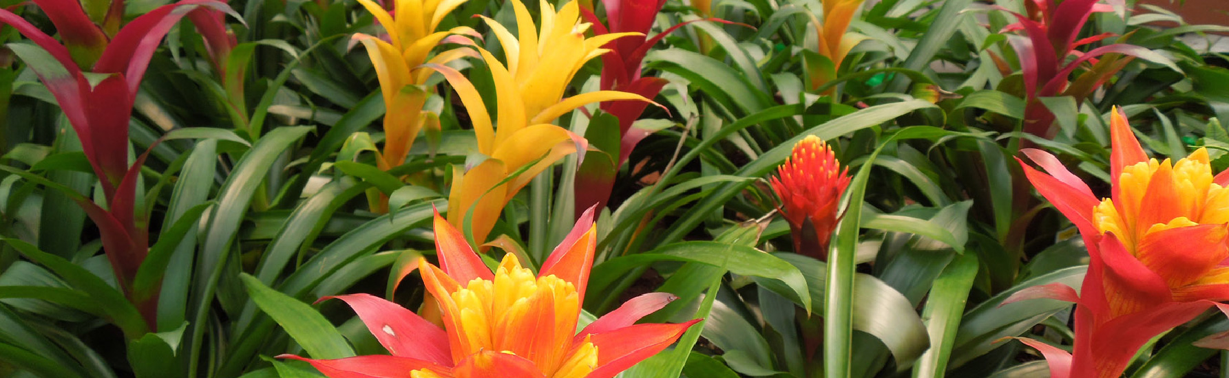 Bromeliads