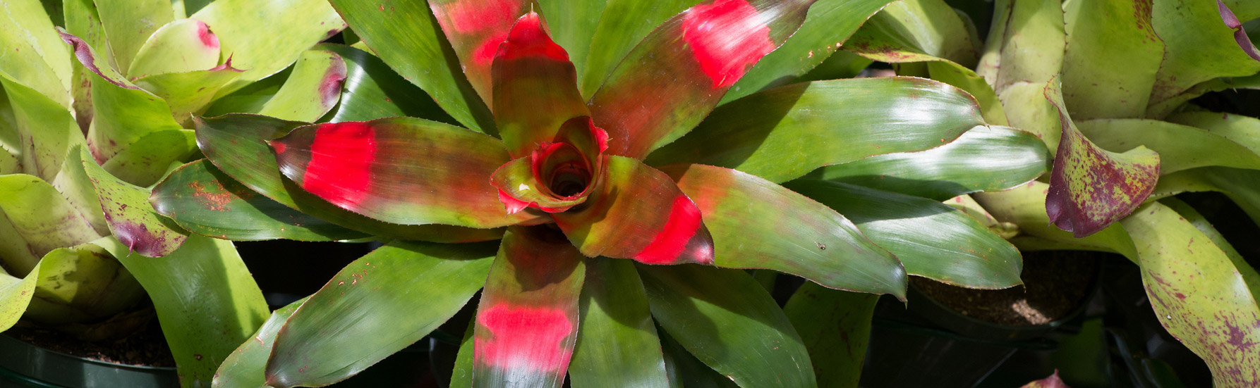 bromeliads