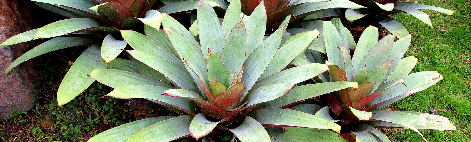 bromeliads