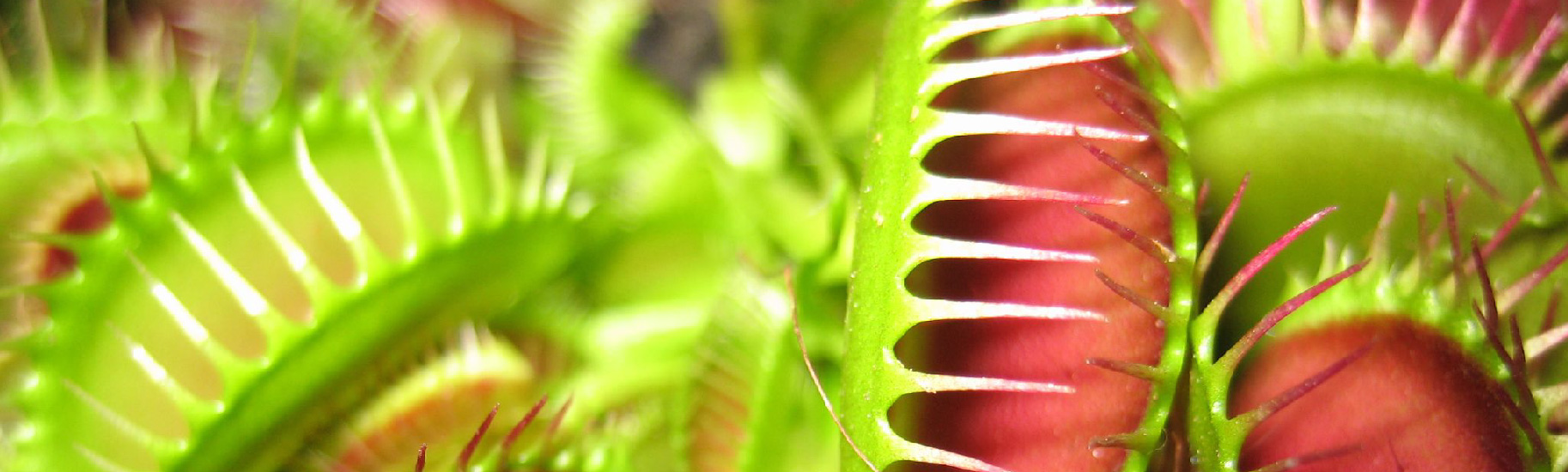 Venus Fly Trap