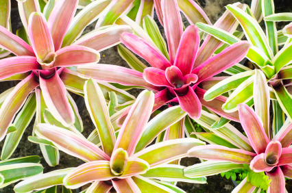 Bromeliad Texture