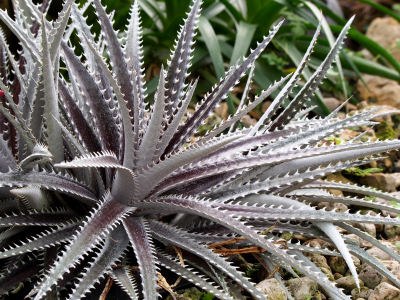 Dyckia