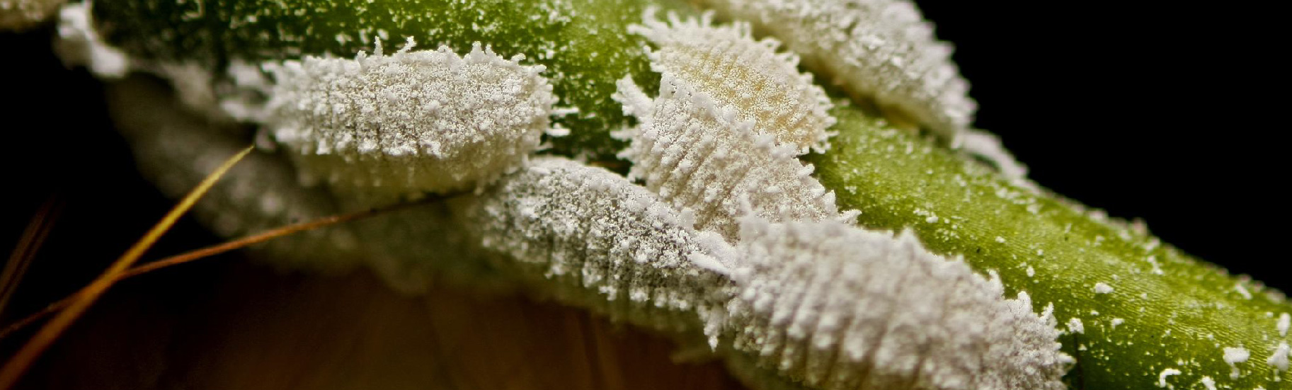 mealybugs