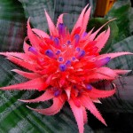 Aechmea fasciata