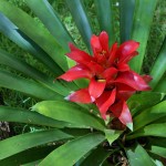 Guzmania lingulata