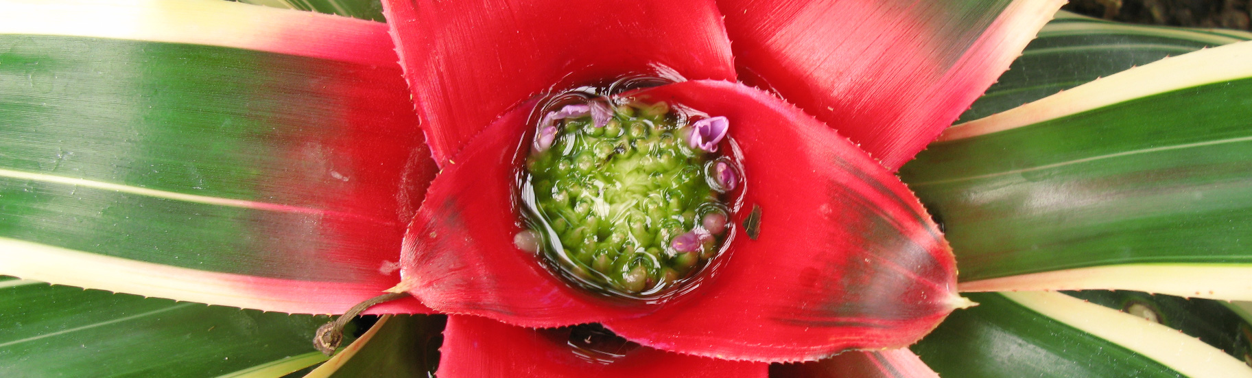 Blushing Bromeliad