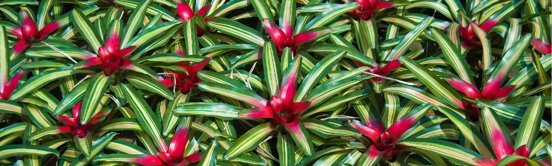 Neoregelia